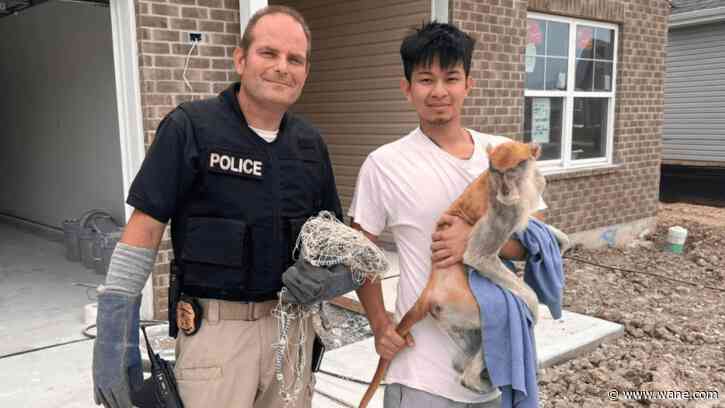 Momo the monkey captured after running rampant for the night in Indianapolis