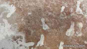 Evidence points to New Mexico footprints being the oldest sign of humans in Americas