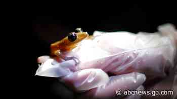 Amphibians are the world's most vulnerable animals and threats are increasing