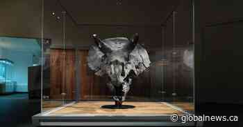 Rare triceratops skull unveiled at the Royal Tyrrell Museum