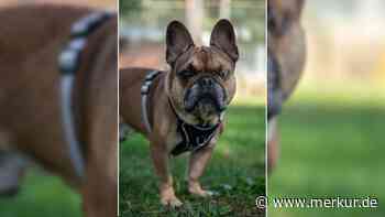 „Unser einäugiger Bandit“: Verschmuste Bulldogge Hugo sucht neues Zuhause