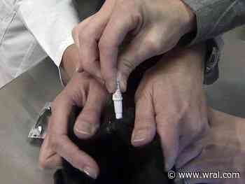 Veterinarians struggling to keep up with demand for pet care