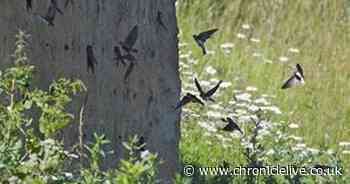 Work begins on artificial sandbank to house 100 birds at Wearside nature reserve