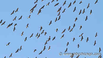 Millions of birds cross Illinois as migration ramps up. Here's how to keep them safe
