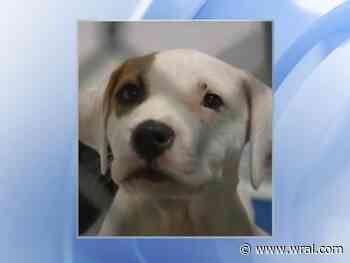 Dog flu outbreak, 3 deaths forces Wake County Animal Center to close shelter for at least 35 days