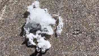 Spiders are 'falling' from the SKY in California: Locals report seeing webs with spiderlings floating in the air