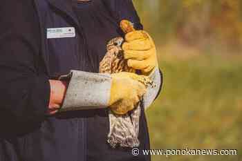 VIDEO: Merlin falcon released at J.J. Collett Natural Area during fall walk