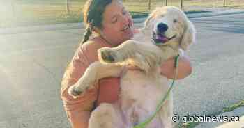 Puppynapping investigation leads Calgary police to Strathmore, dog yet to be found