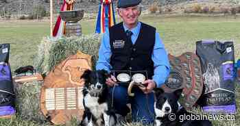 Southern Alberta stock dog trainer inducted into Border Collie Hall of Fame