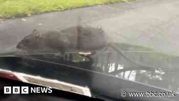 New York City rat takes road trip to wedding