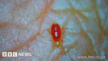 Paris bedbugs: BBC correspondent goes on the hunt as infestations soar