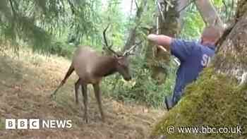 Stag charges at officer during rescue