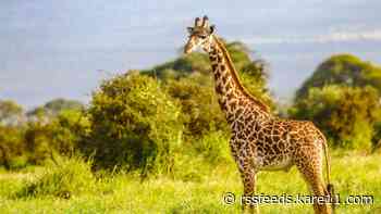 A passenger tried to bring giraffe feces through MSP airport. That's not the surprising part