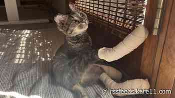 Cat found 8 days after home explosion near Isanti