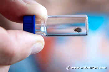 TikTok users are convinced the bedbugs are coming for you. Some exterminators aren’t as worried.