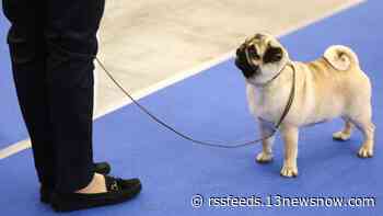 300 pugs come to Virginia Beach to compete in Pugapalooza dog show