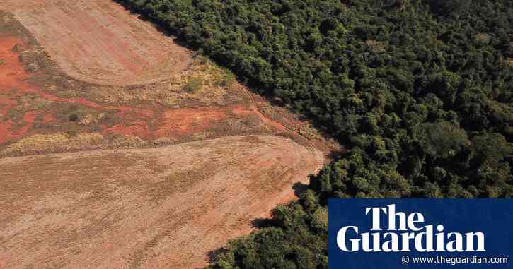 Top grain traders ‘helped scupper’ ban on soya from deforested land