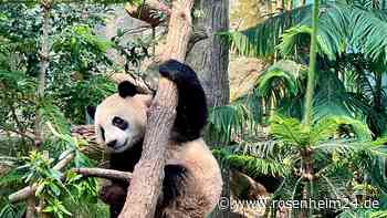 Singapur sagt kleinem Panda Lebewohl