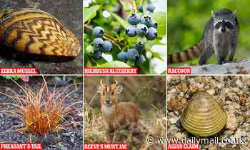 Revealed: The 'alien' species most likely to wreak havoc in Scotland over the next decade