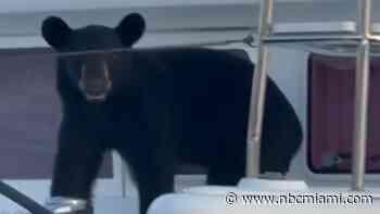 Yacht club patrons find a black bear on a boat in Florida