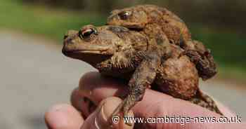 Help ‘desperately needed’ to save Cambridge’s toads
