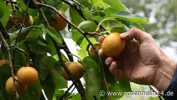 Im Apfel-Look: Reife Nashis müssen nach Birne duften