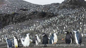 Großer Eisberg rammt Pinguin-Refugium in der Antarktis