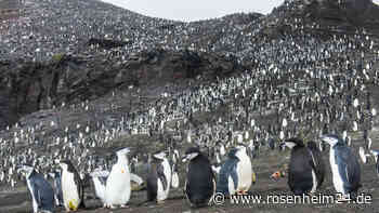 Großer Eisberg rammt Pinguin-Refugium in der Antarktis