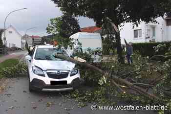 Lübbecke: Baumstamm durchstößt Windschutzscheibe