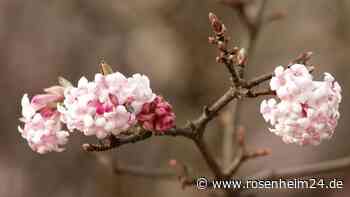 Blüten im Winter: Drei Pflanzen, denen Kälte nichts ausmacht