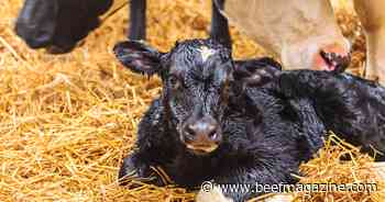 Merck receives positive European regulatory opinion for Bovilis Cryptium