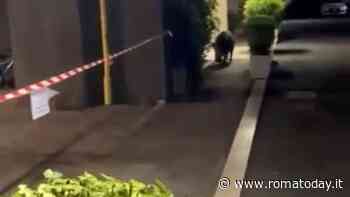 Il cinghiale che “vive” sotto un palazzo abitato da 300 famiglie