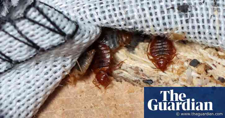 ‘Bedbugs don’t discriminate’: Paris ‘scourge’ sparks fears of international infestation
