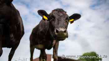 Unbekannter betäubt Kuh mit Bolzenschussgerät – Vieh mit Loch im Schädel eingeschläfert