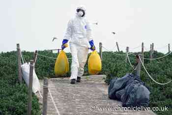 DEFRA updates bird flu guidance to include wild mammals and marine life