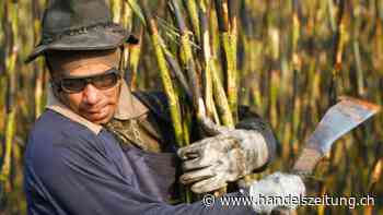 Zuckerpreise wegen Wetterphänomens El Niño auf 13-Jahres-Hoch