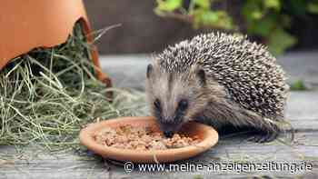 Igelfutterhaus selber bauen – in wenigen Schritten zu einem rattensicheren Unterschlupf