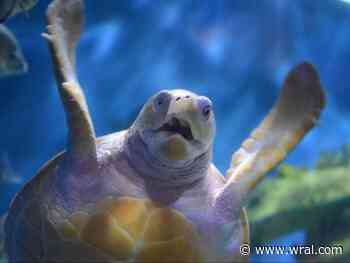 Beloved sea turtle Nimbus euthanized due to health decline