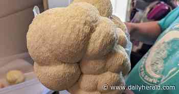 New business brings fresh gourmet mushrooms to Fox River Grove