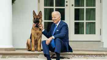 Wenn der Hund beißt – was tun? Ihn aus dem Haus verbannen, wie es Joe Biden mit Commander getan hat?