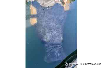 Rare Manatee That Visited Rhode Island Found Dead Offshore