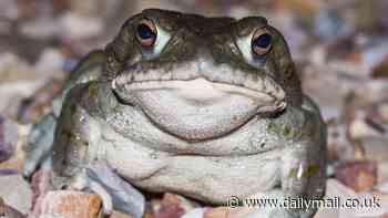 Five Surprisingly Deadly Creatures in Your Backyard