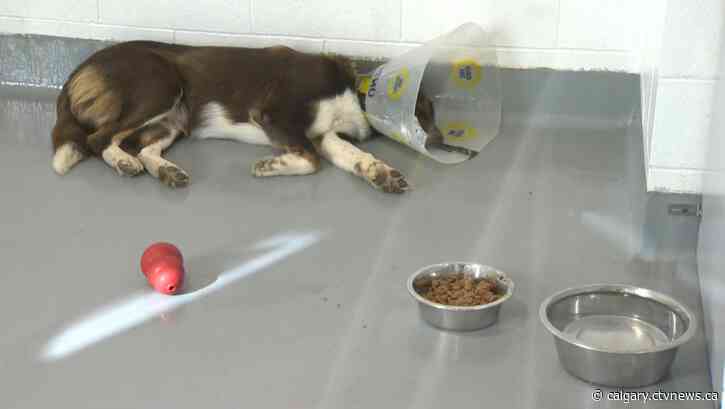 Calgary Humane Society experiencing medication shortage amid kennel cough outbreak