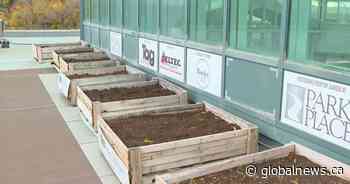 Park Place Mall supporting Lethbridge food banks with rooftop garden