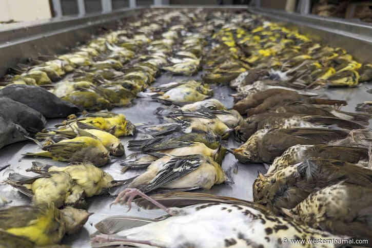 Hundreds of Songbirds Found Dead on the Ground in US City, So Thick They Looked Like a Carpet