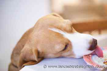 These are the foods that are dangerous to give to dogs