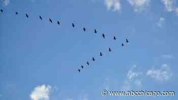 Gov. Pritzker advises Illinoisans to turn lights off as millions of birds expected to migrate overnight