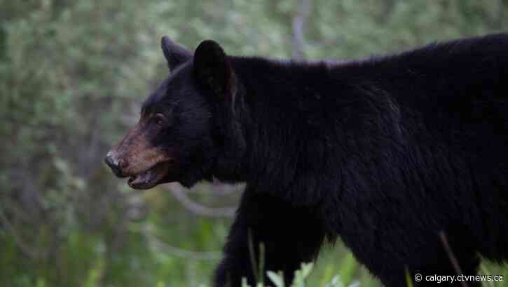 Bear warnings, closures in place in Rockies west of Calgary after surprise encounters