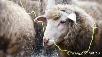 Rain has given sheep prices a record boost for producers. Has the bottom of the market been reached?