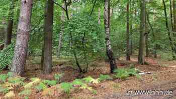 Suchen Sie den Wald auf, begeben Sie sich in die Rostocker Heide!